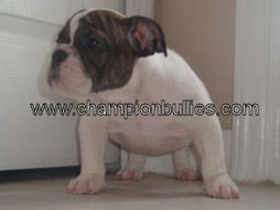 bulldog_puppy_for_sale_1