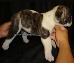 bulldog_puppy_for_sale_11