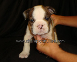 bulldog_puppy_for_sale_13