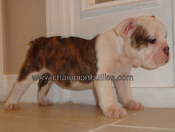 bulldog_puppy_for_sale_20