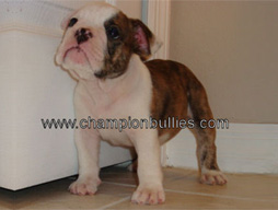 bulldog_puppy_for_sale_21