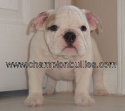 bulldog_puppy_for_sale_7