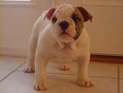 bulldog_puppy_for_sale