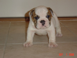 bulldog_puppy_for_sale