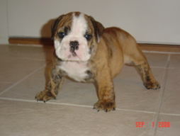 bulldog_puppy_for_sale