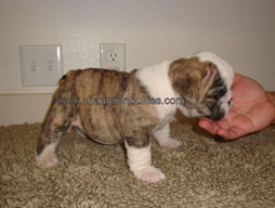 bulldog_puppy_for_sale