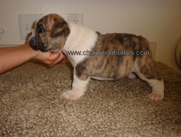 bulldog_puppy_for_sale