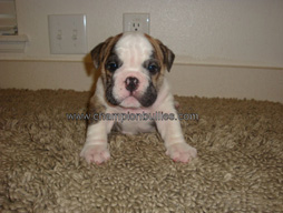 bulldog_puppy_for_sale