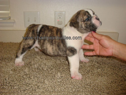 bulldog_puppy_for_sale