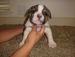 bulldog_puppy_for_sale