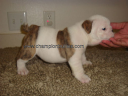 bulldog_puppy_for_sale