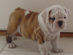 bulldog_puppy_for_sale