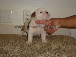 bulldog_puppy_for_sale