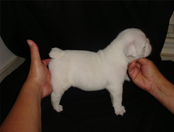 bulldog_puppy_for_sale