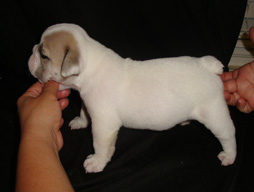 bulldog_puppy_for_sale