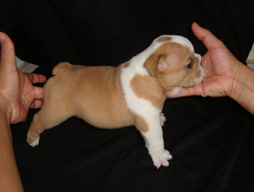 bulldog_puppy_for_sale