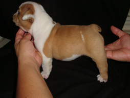 bulldog_puppy_for_sale