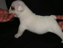 bulldog_puppy_for_sale