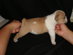 bulldog_puppy_for_sale