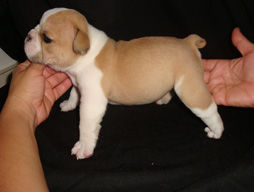 bulldog_puppy_for_sale