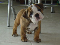 bulldog_puppy_for_sale