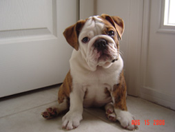 bulldog_puppy_for_sale