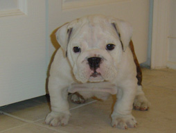 bulldog_puppy_for_sale