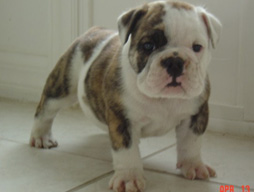 bulldog_puppy_for_sale