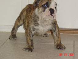 bulldog_puppy_for_sale