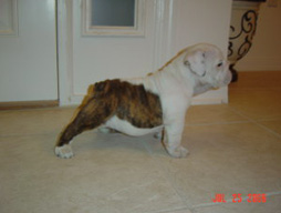 bulldog_puppy_for_sale