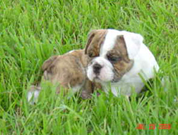 bulldog_puppy_for_sale