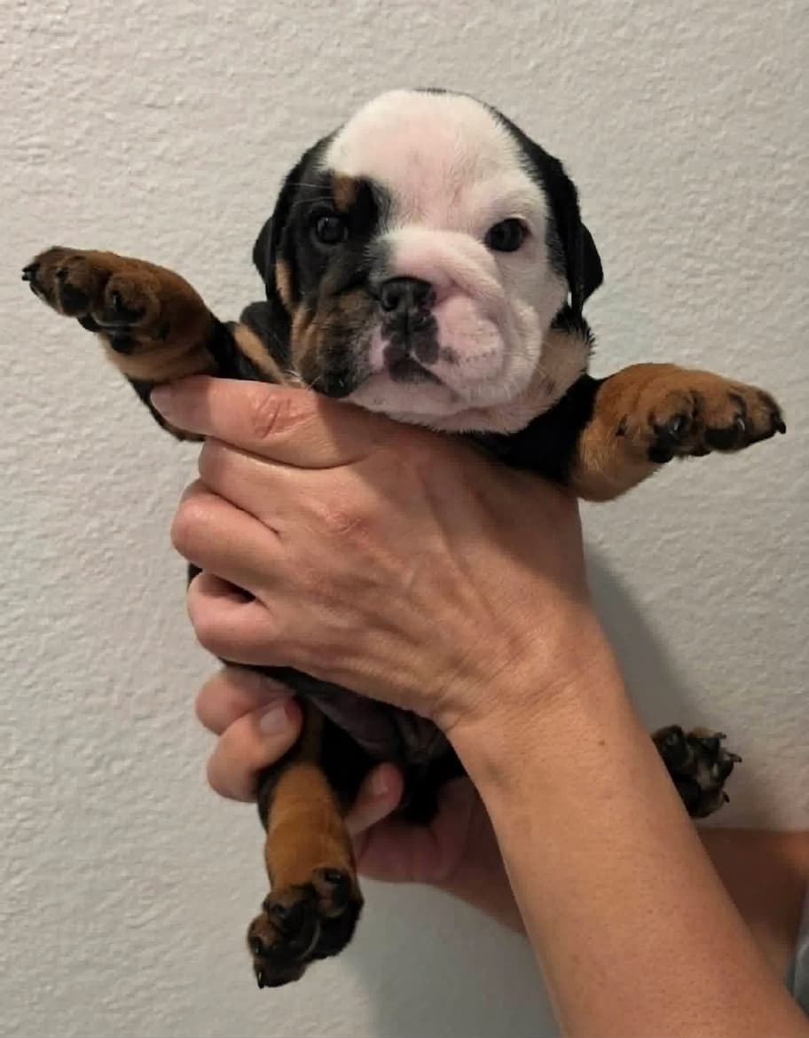 Daphne, English Bulldog puppy