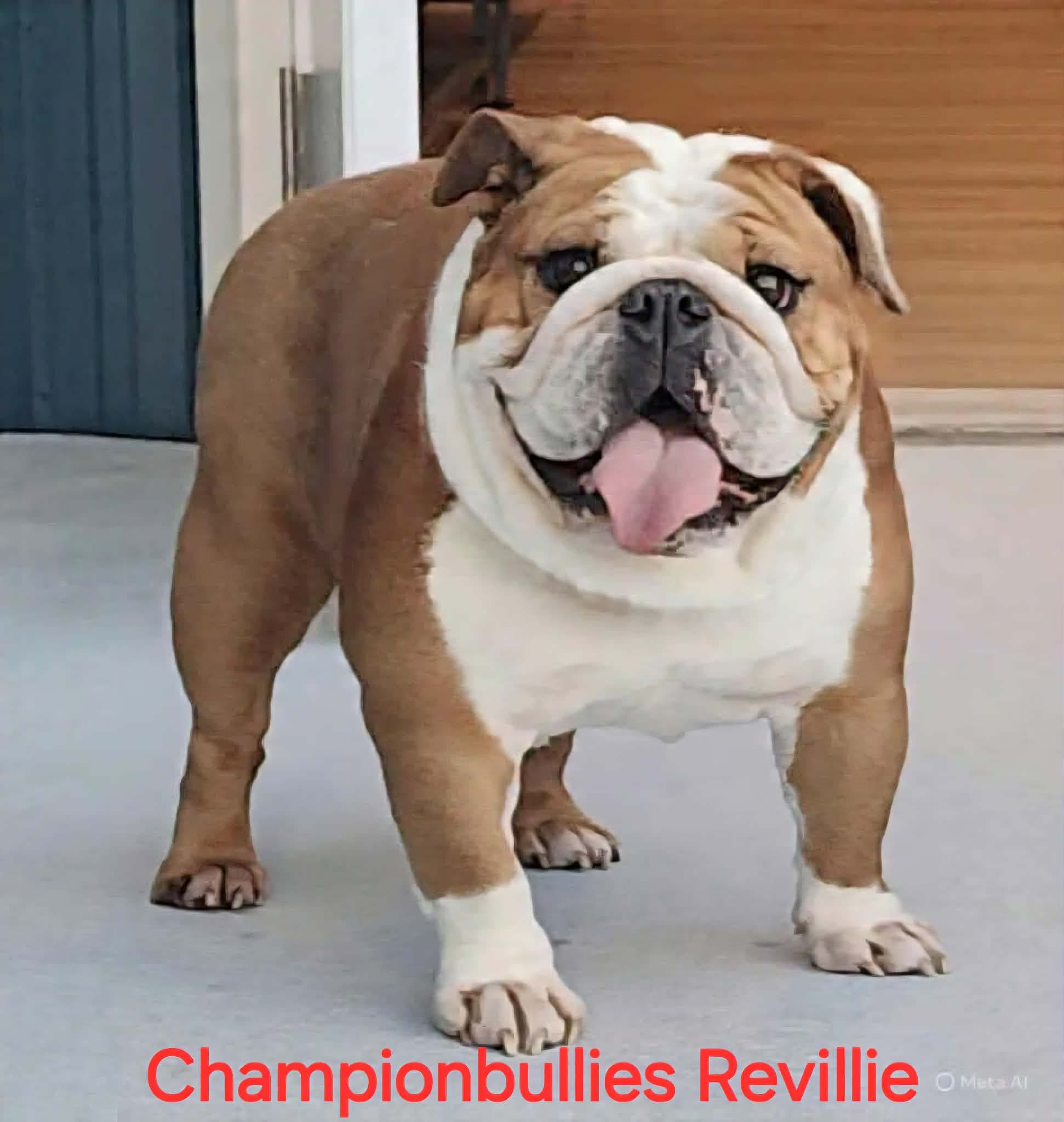 An English bulldog puppy held by a family member in our kitchen, 2024