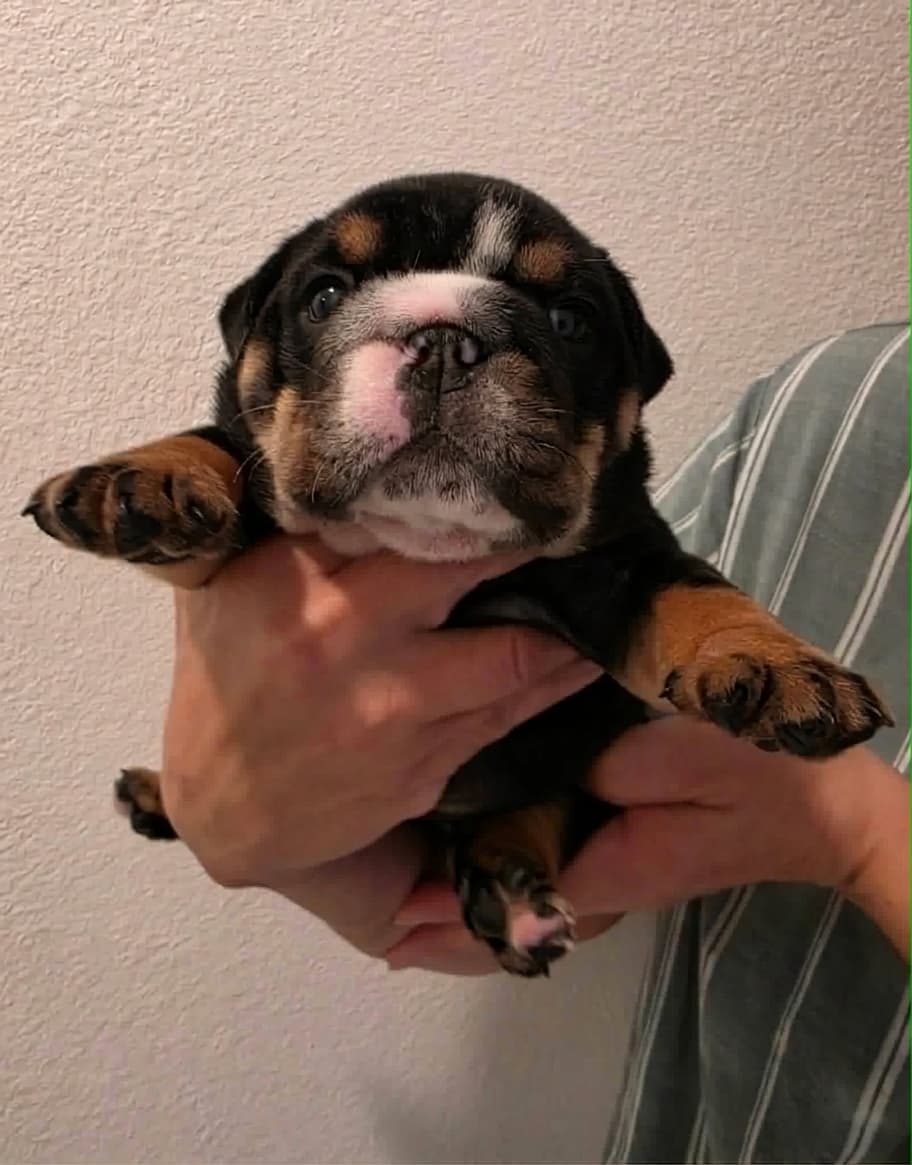 Velma, English Bulldog puppy